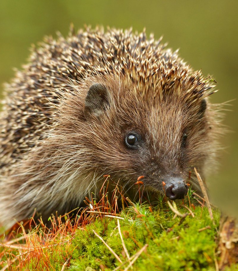Hedgehog weighed with a Höfelmeyer