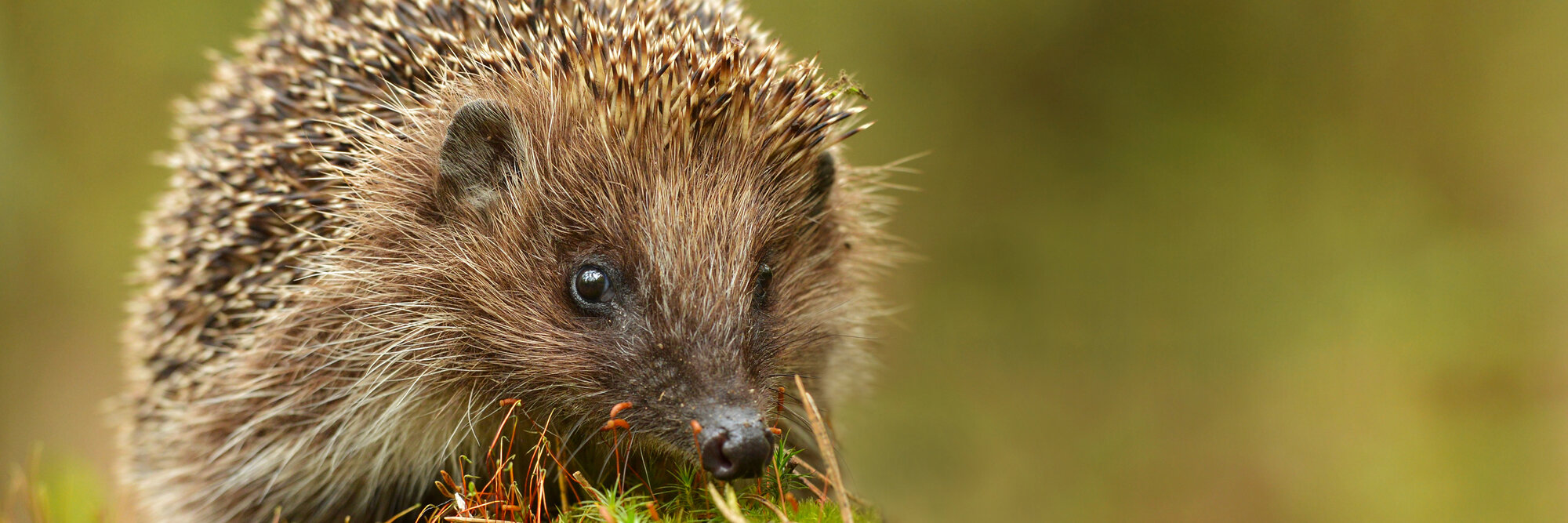 Hedgehog weighed with a Höfelmeyer