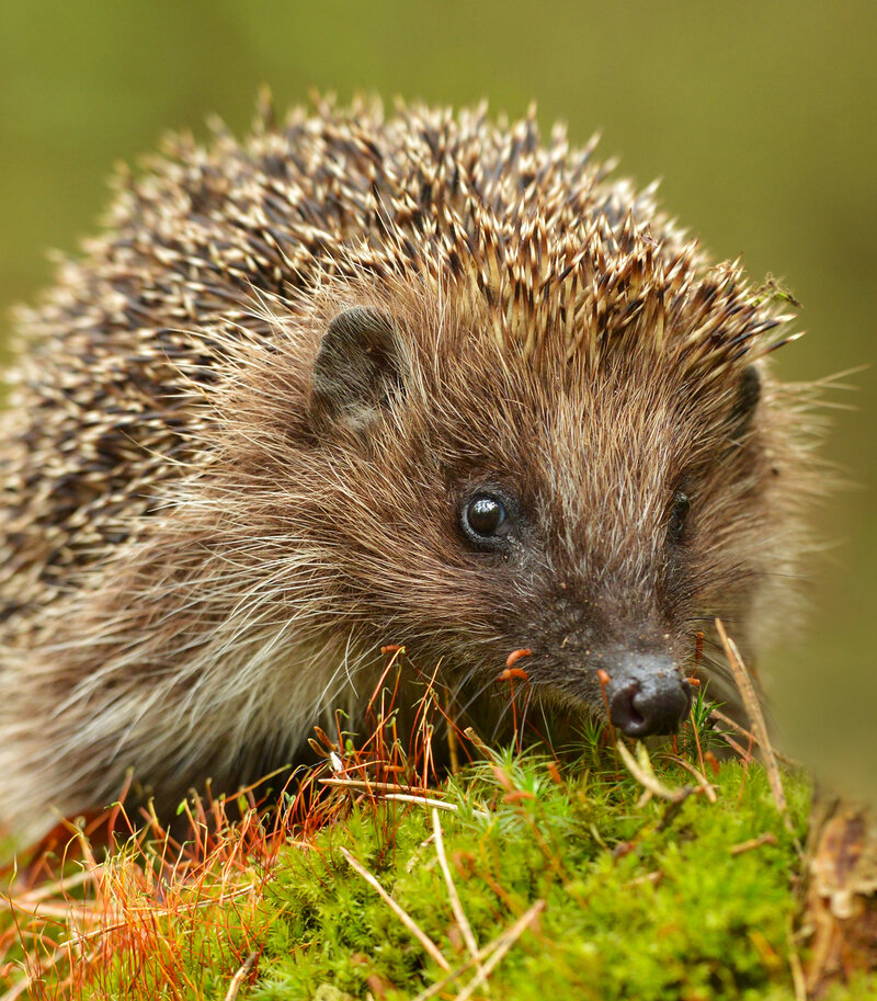 Igel mit einer Höfelmeyer Waage gewogen