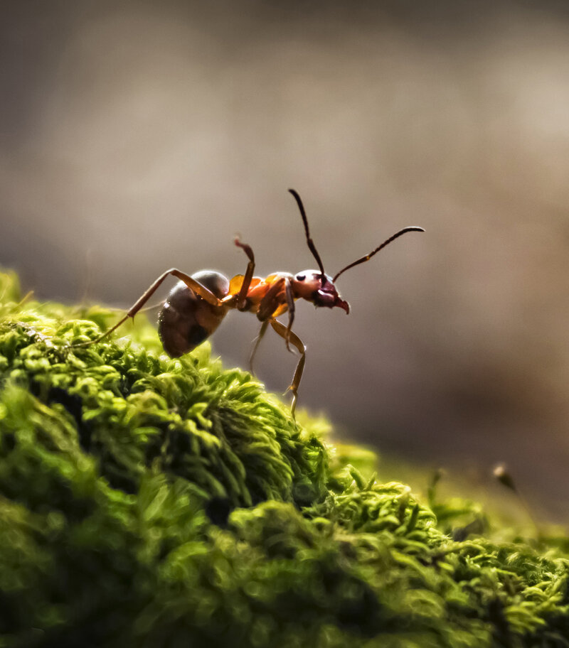 Wood ant weighed with a Höfelmeyer