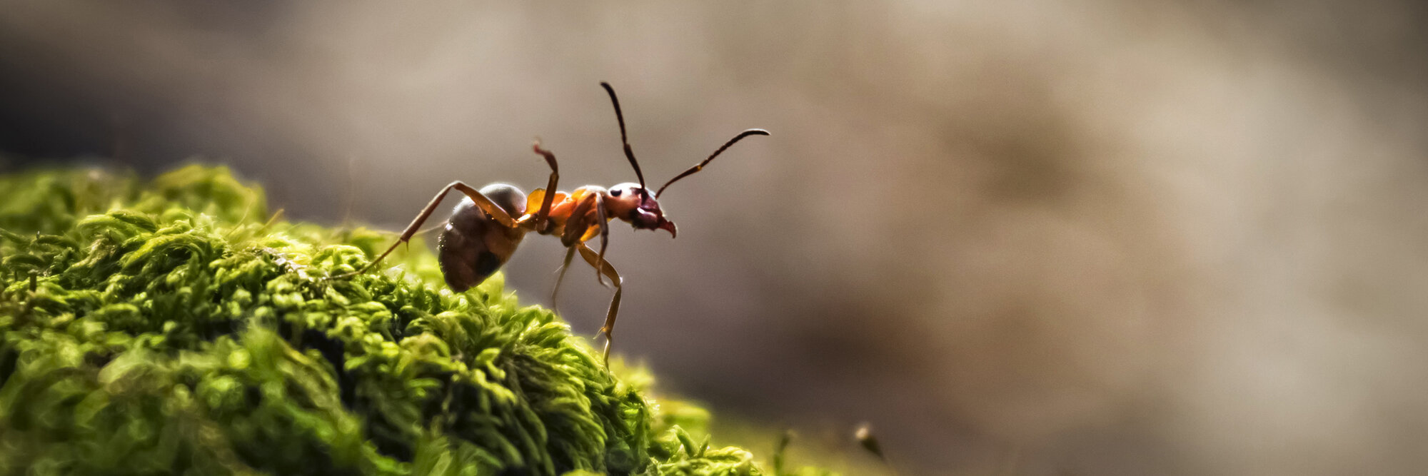 Wood ant weighed with a Höfelmeyer