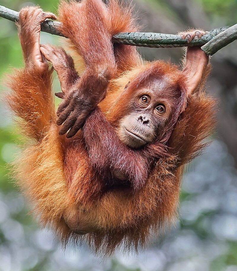 Orangutan weighed with a Höfelmeyer