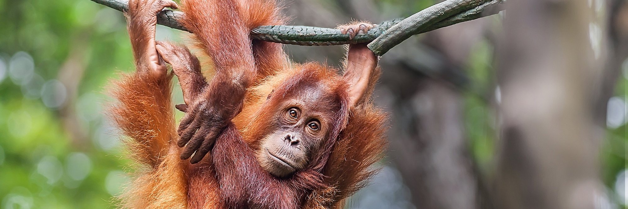 Orangutan weighed with a Höfelmeyer