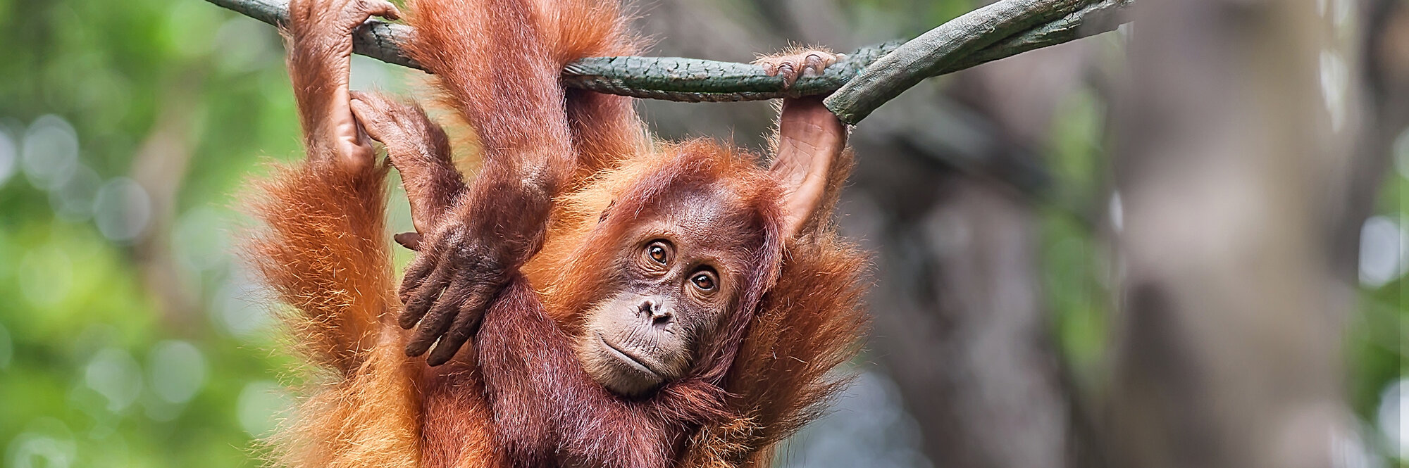 Orang-Utan mit einer Höfelmeyer Waage gewogen