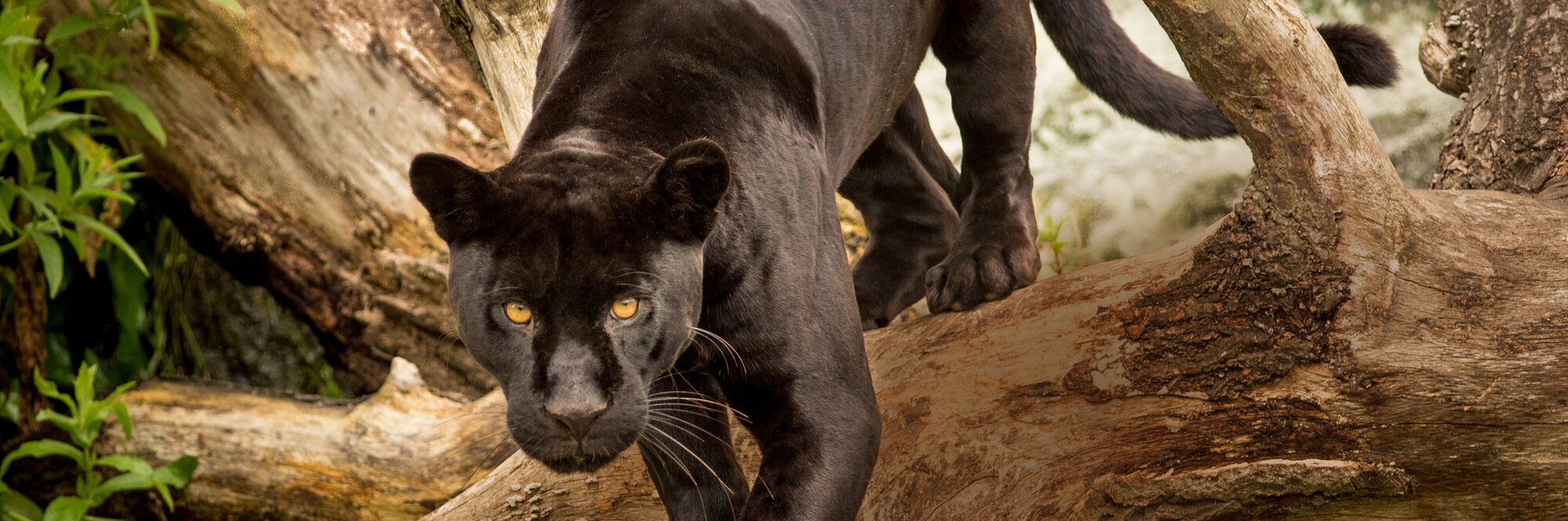 Jaguar mit einer Höfelmeyer Waage gewogen