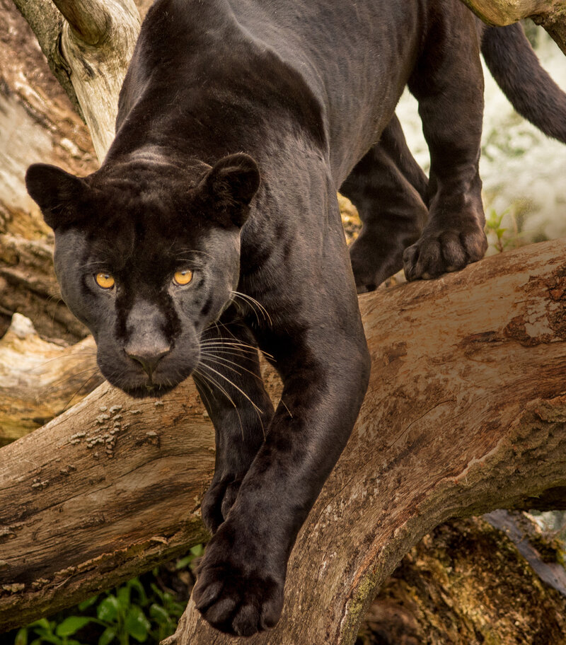 Jaguar weighed with a Höfelmeyer