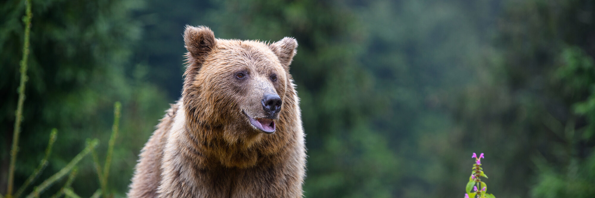 Braunbär mit einer Höfelmeyer Waage gewogen