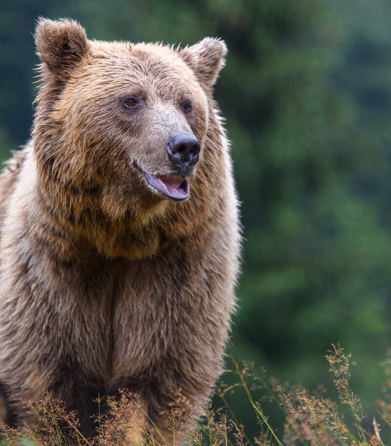 brown bear weighed with a Höfelmeyer