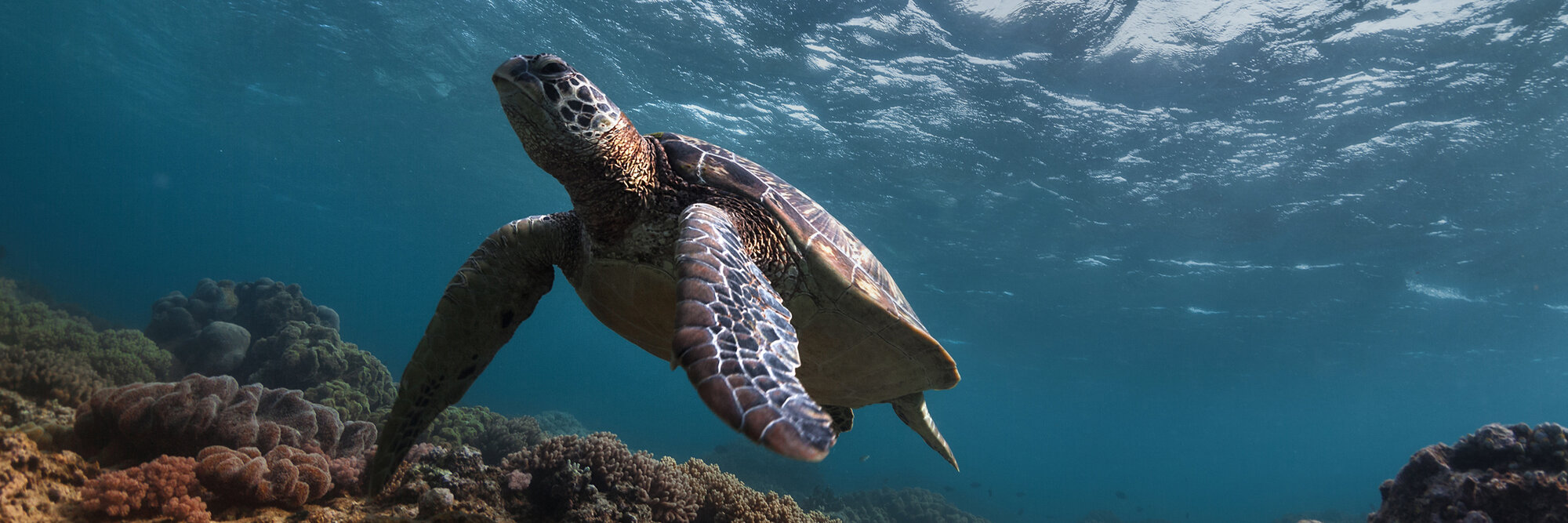 Sea turtle weighed with a Höfelmeyer