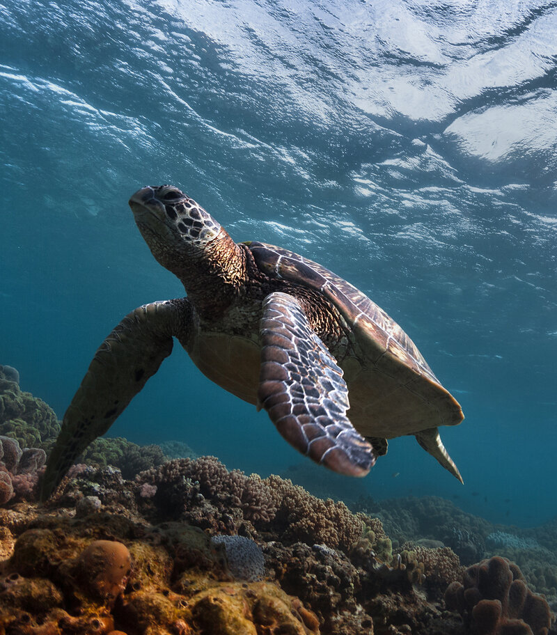 Sea turtle weighed with a Höfelmeyer