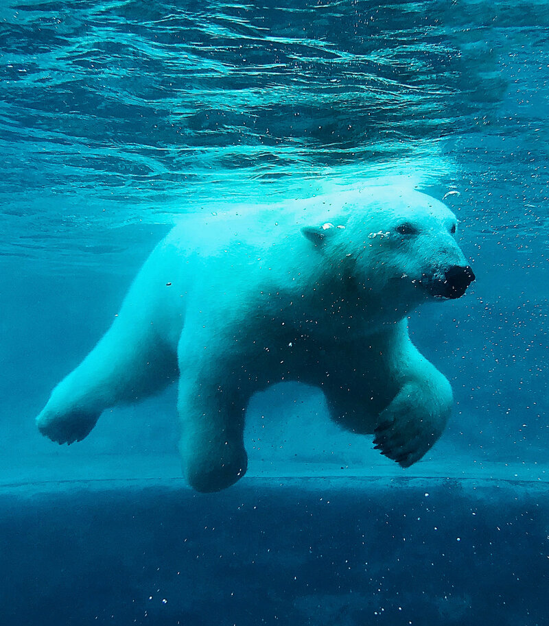 [Translate to Englisch:] Eisbär mit einer Höfelmeyer Waage gewogen