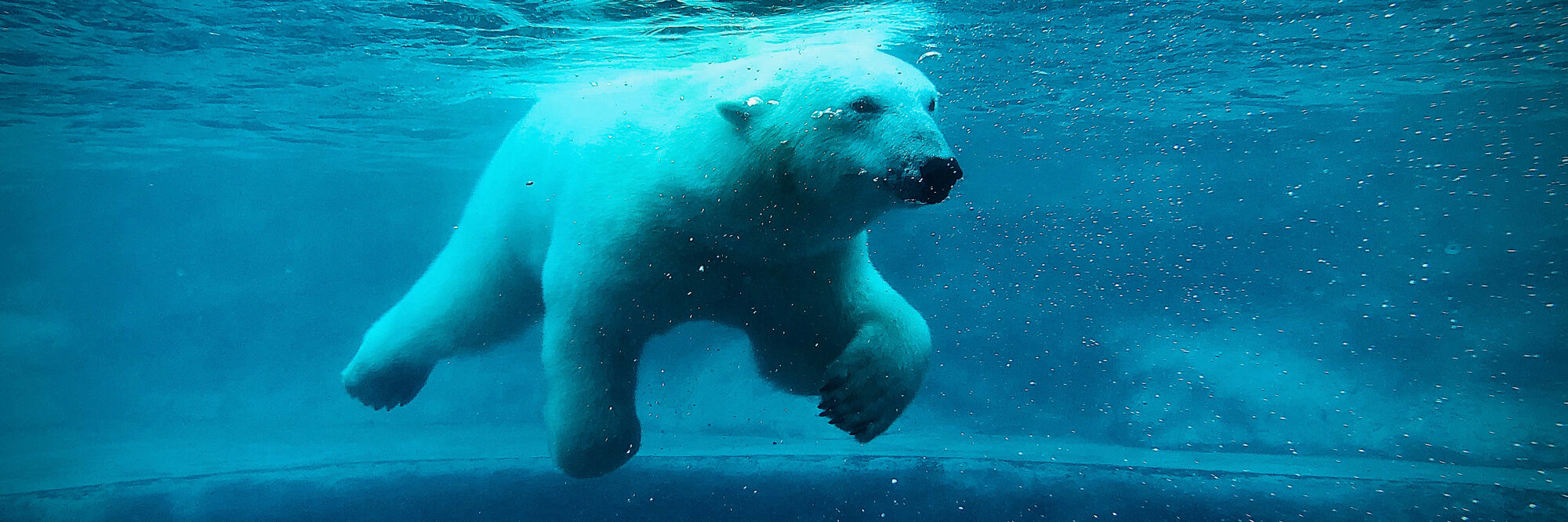 [Translate to Englisch:] Eisbär mit einer Höfelmeyer Waage gewogen