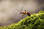 Banner Wood ant