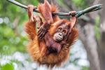 Banner Orangutan