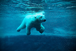 Banner Icebear