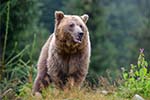 Banner Brown bear