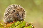 Banner Hedgehog