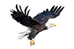 Weißkopfseeadler